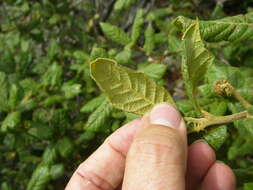 Image of netleaf oak