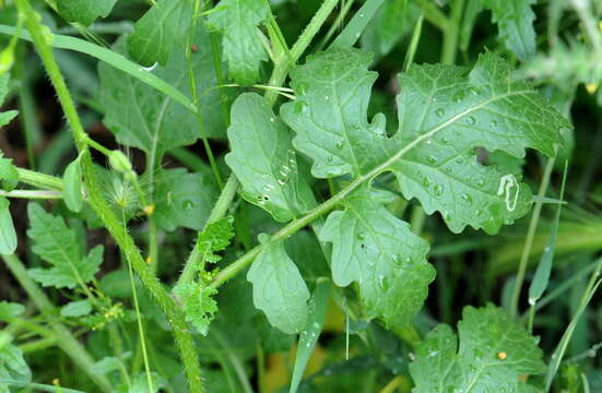 Image of white mustard