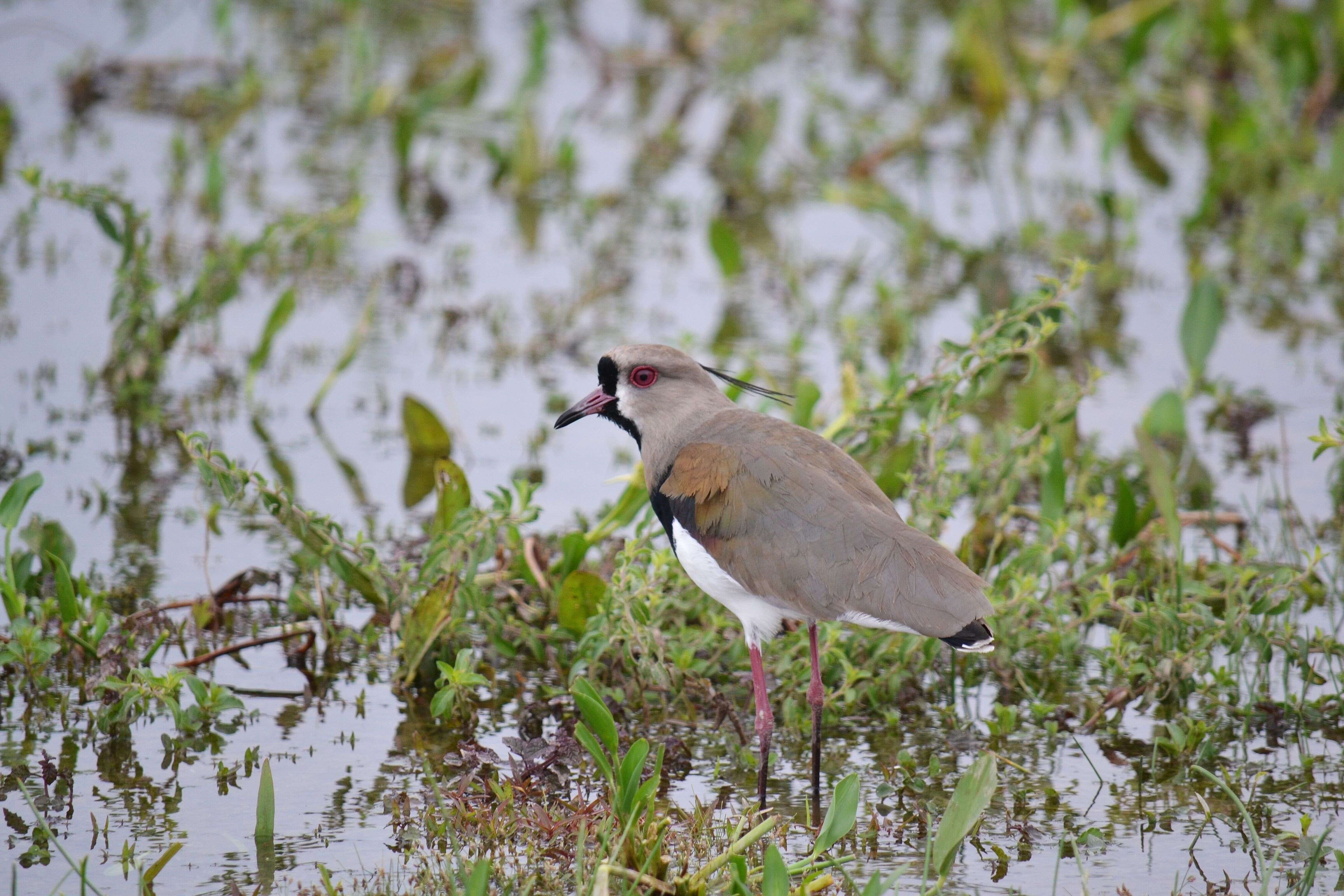 Image of Lapwing