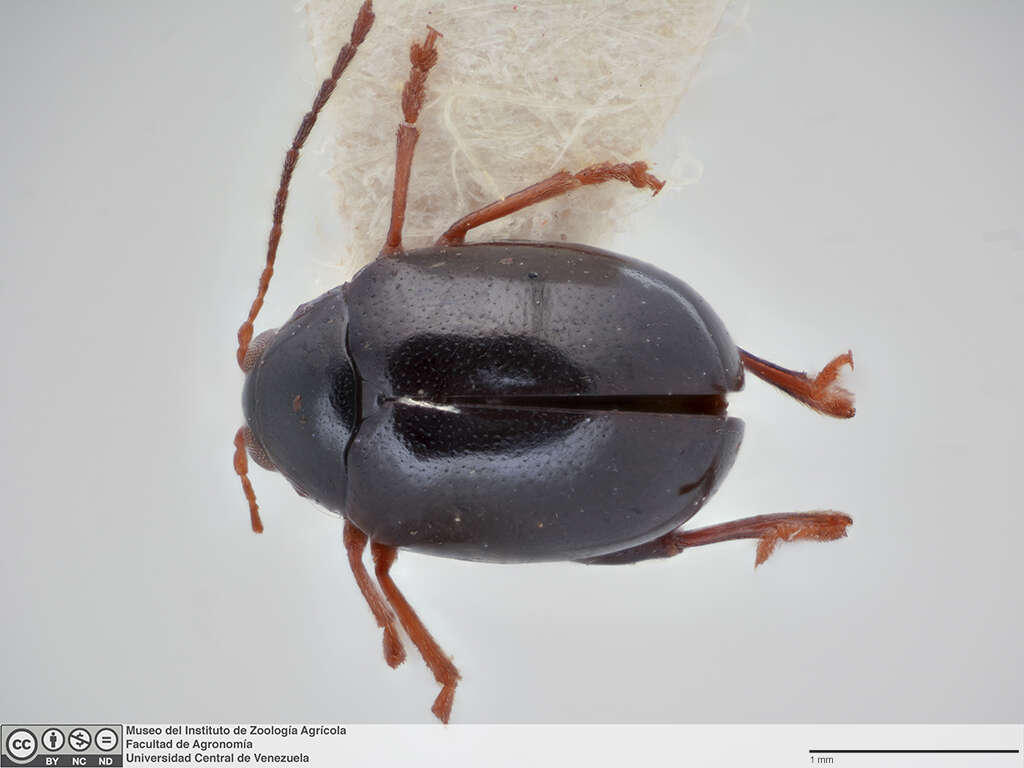 Image of <i>Heikertingerella acanthocephala</i>