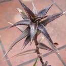 Plancia ëd Aloe morijensis S. Carter & Brandham