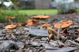 Image de Leratiomyces ceres (Cooke & Massee) Spooner & Bridge 2008