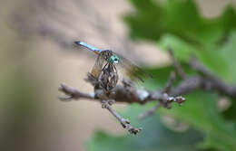 Image of Blue Dasher