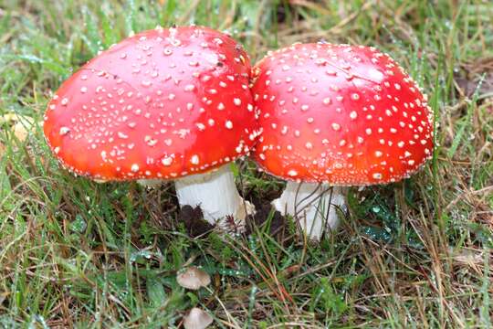 Image of Amanita