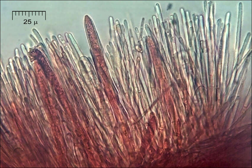 Lachnellula occidentalis (G. G. Hahn & Ayers) Dharne 1965 resmi