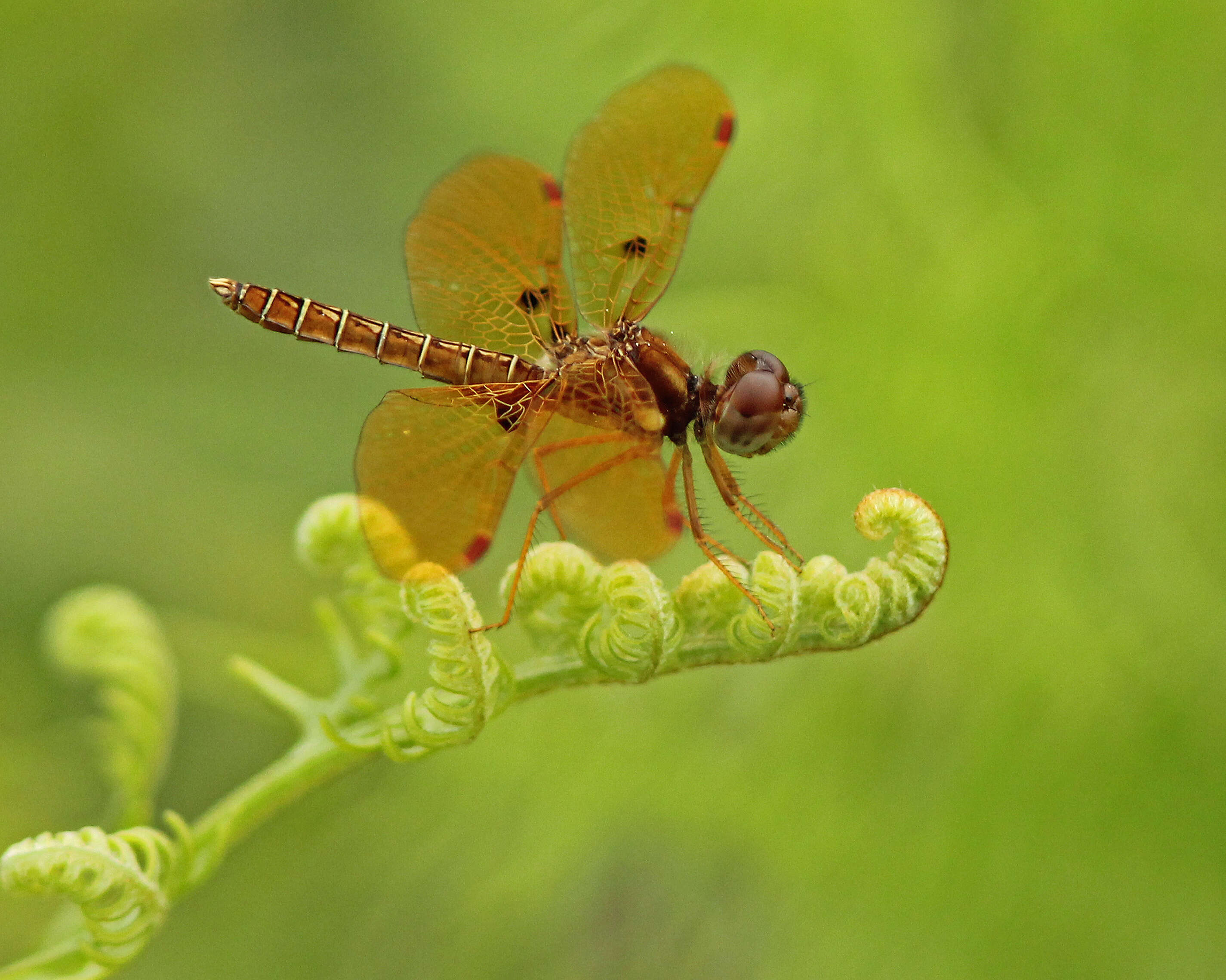 Image of Eastern Amberwing