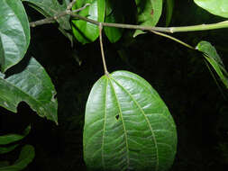 Image of Pleuranthodendron