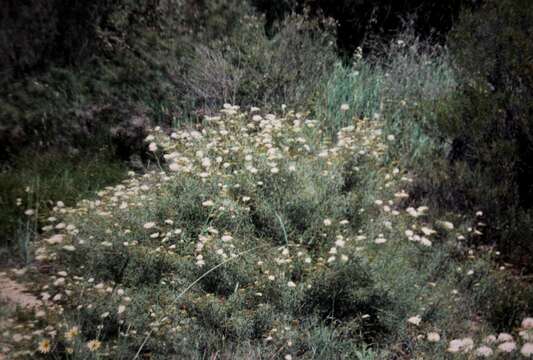 Image of Grevillea paniculata Meissn.