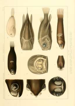 Image de Coelophrys brevicaudata Brauer 1902