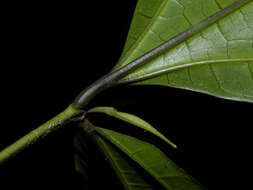 Image of Miconia gracilis Triana