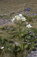 Image of Mount Cook buttercup