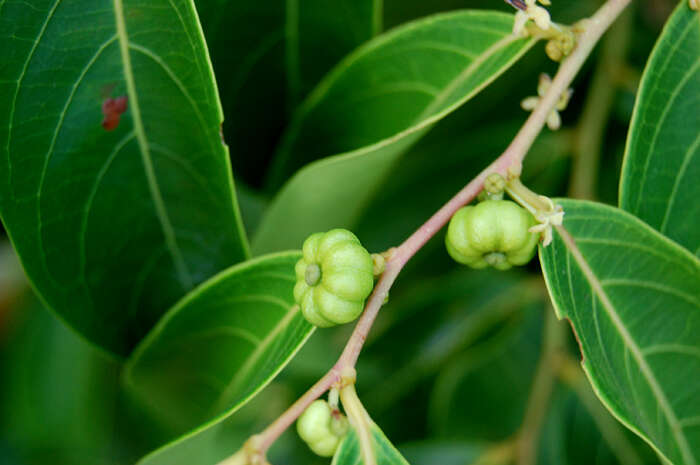 Image of Phyllanthus assamicus Müll. Arg.