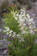 Image of Lomatia tinctoria (Labill.) R. Br.