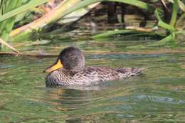 Image of Yellow-billed Duck