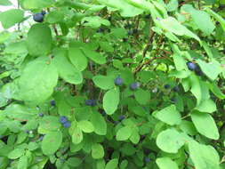 Image of blueberry