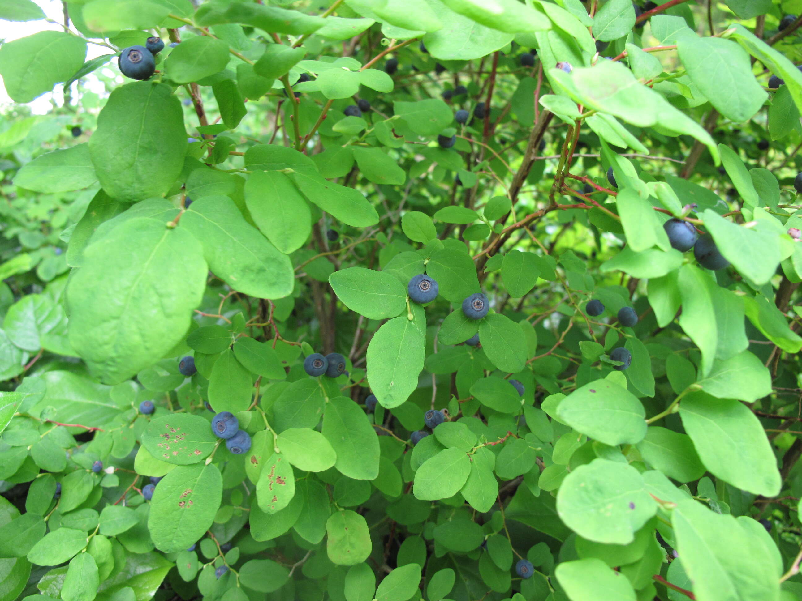 Image of blueberry