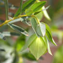 Image of Pimelea macrostegia (Benth.) J. Black