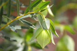 Image of Pimelea macrostegia (Benth.) J. Black