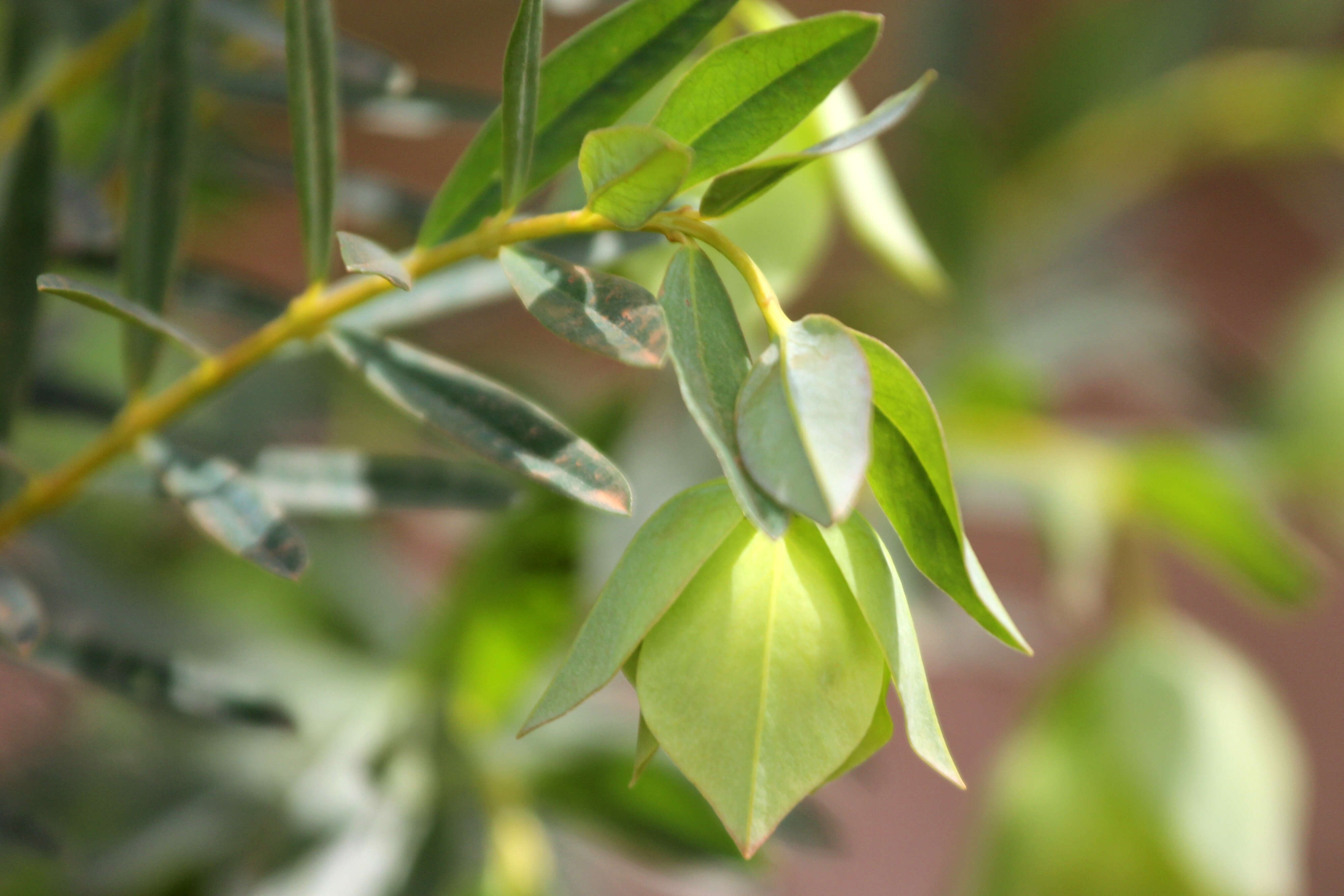 Image of Pimelea macrostegia (Benth.) J. Black