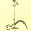 Image of Hesperantha spicata subsp. spicata