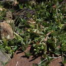 Imagem de Trifolium monanthum var. monanthum