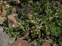 Image of mountain carpet clover