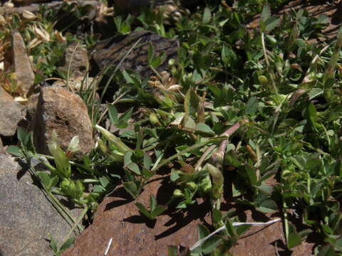 Imagem de Trifolium monanthum A. Gray