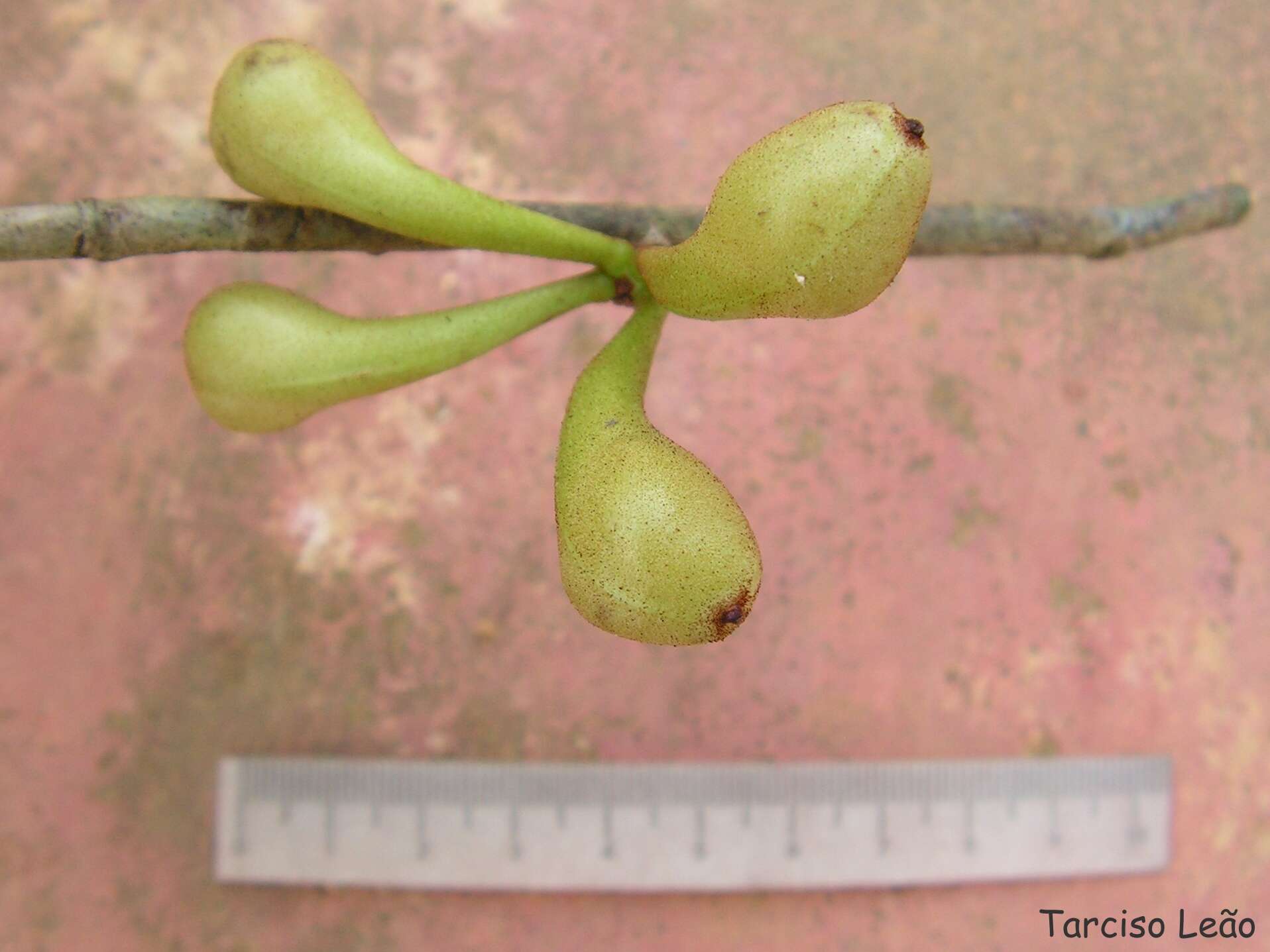 Image of Anaxagorea dolichocarpa Sprague & Sandwith