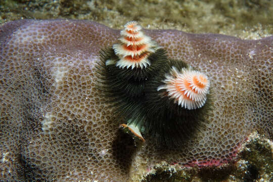 Image of calcareous tubeworms