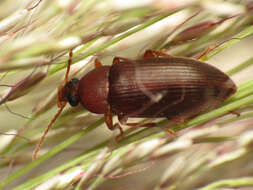 Image of comb-clawed beetle