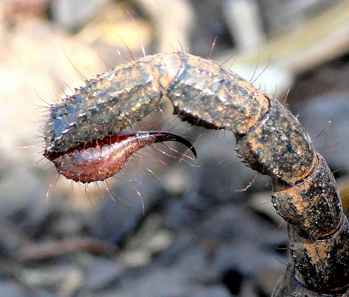 Image of burrowing scorpions