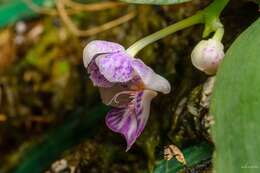 Image of Moth orchids