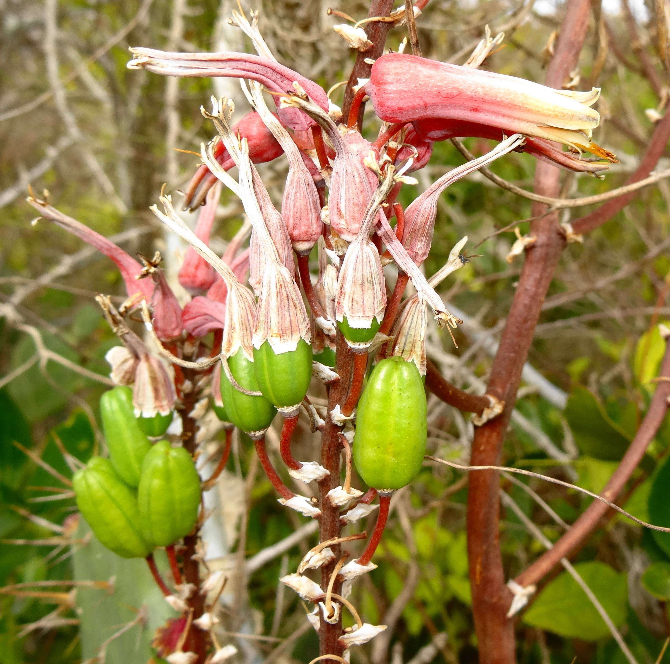 Image of Aloe mossurilensis Ellert
