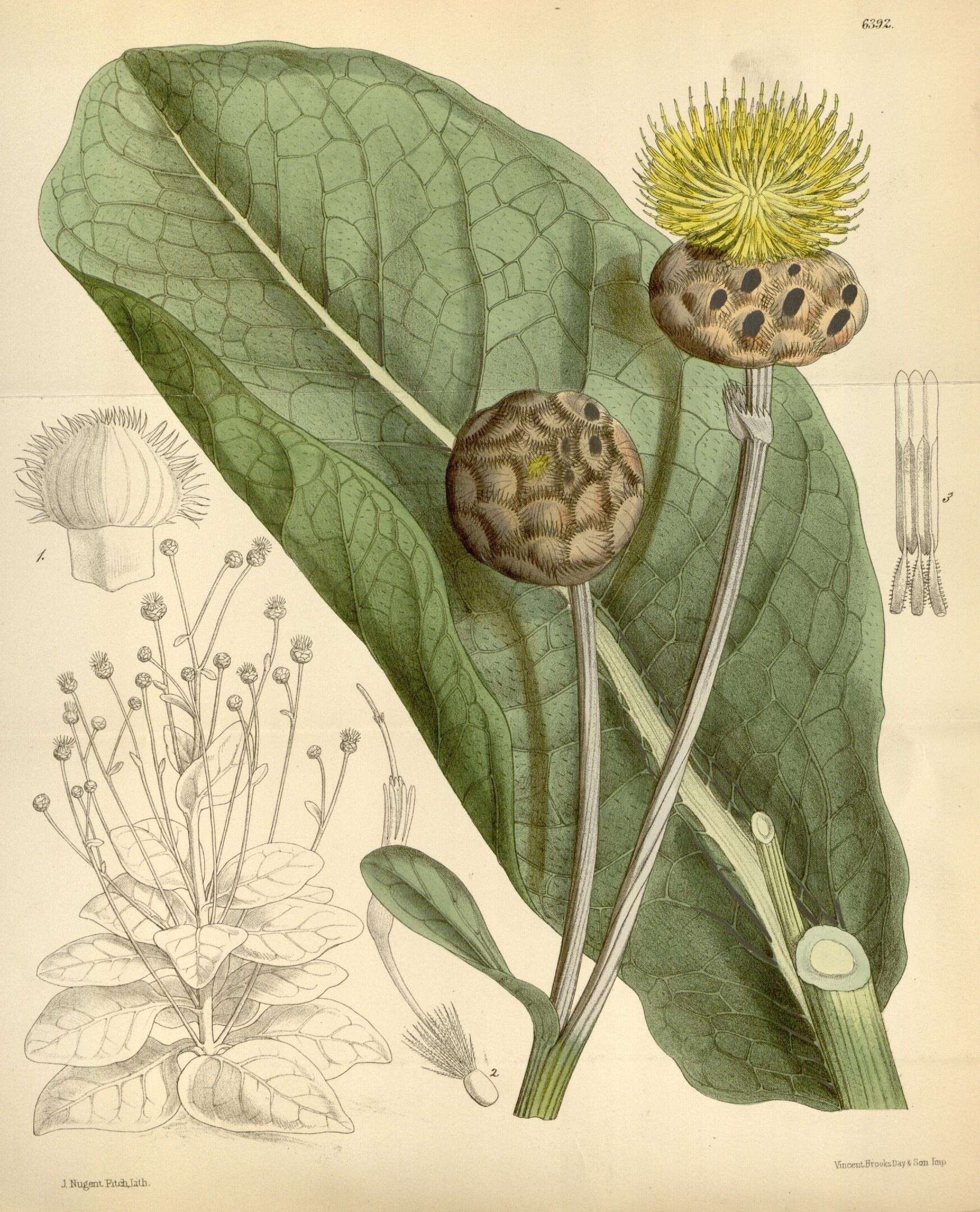 Image of Centaurea fenzlii Reichardt