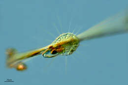 Image of Actinophryidae