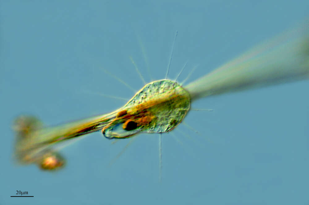 Image of Actinophryidae