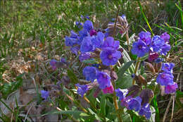 Pulmonaria australis (J. Murr) W. Sauer resmi