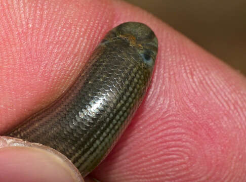 Image of Peter's Giant Blind Snake