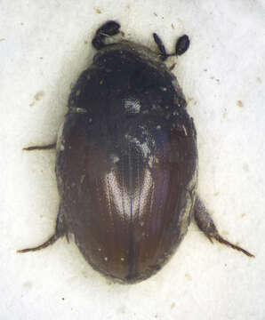 Image of Cercyon (Cercyon) melanocephalus (Linnaeus 1758)