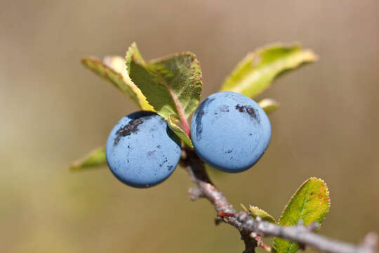 Image of Blackthorn