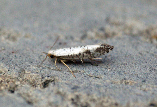 Image of shiny head-standing moths