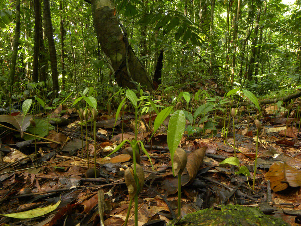 Image of Protium pecuniosum Daly