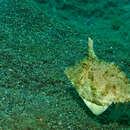 Image of Strap-weed filefish