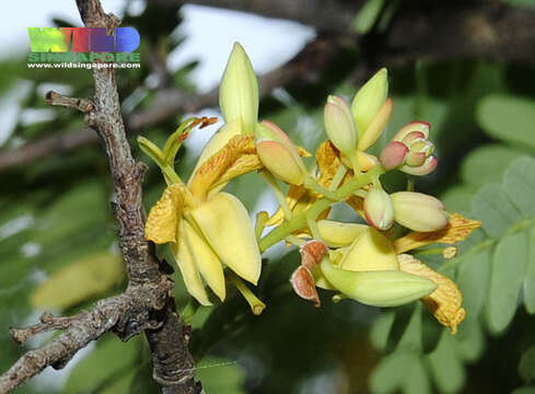 Image of tamarind