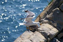 Слика од Larus Linnaeus 1758