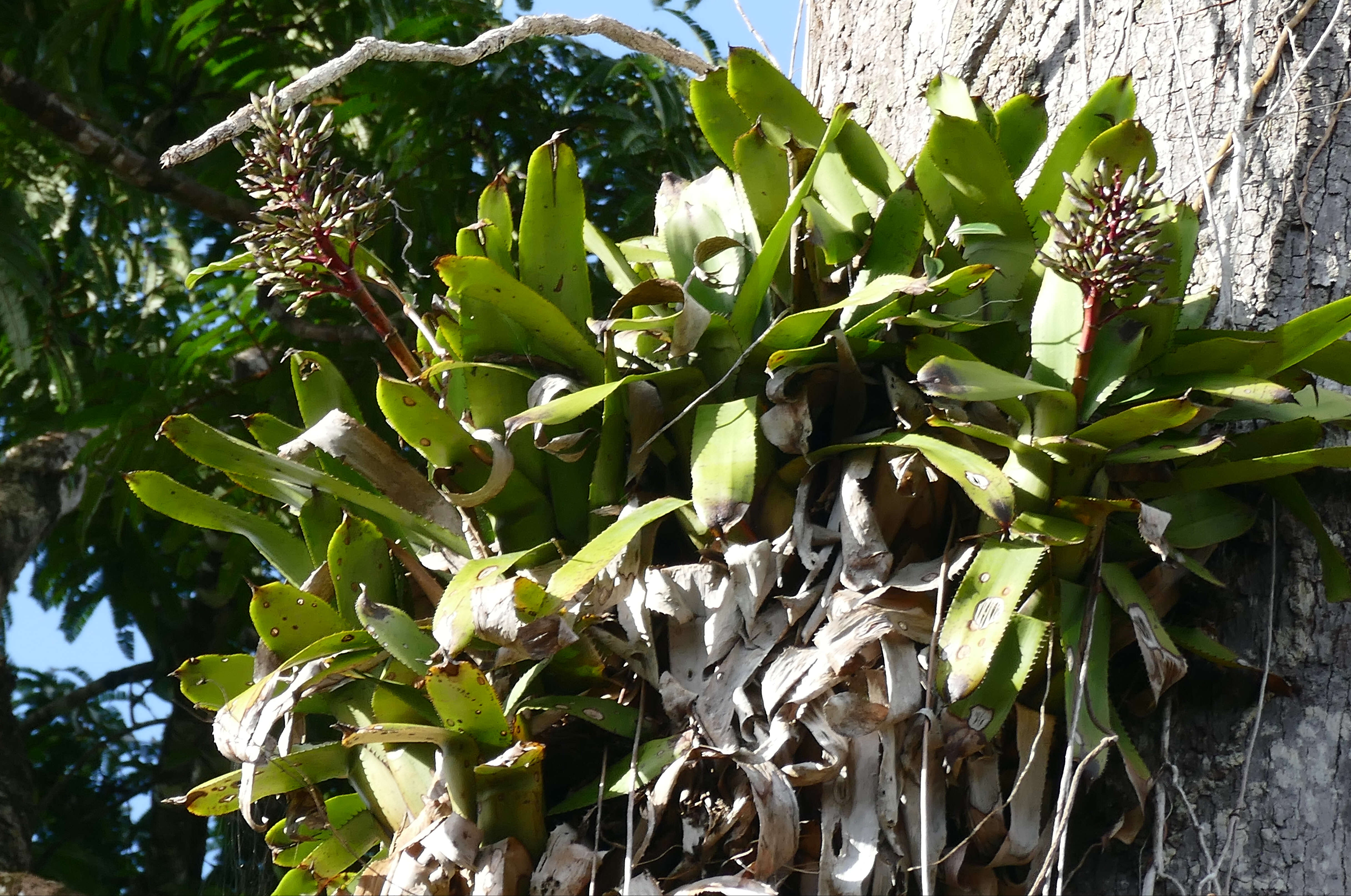 Image of Aechmea melinonii Hook.