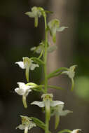 Image of Fringed orchids