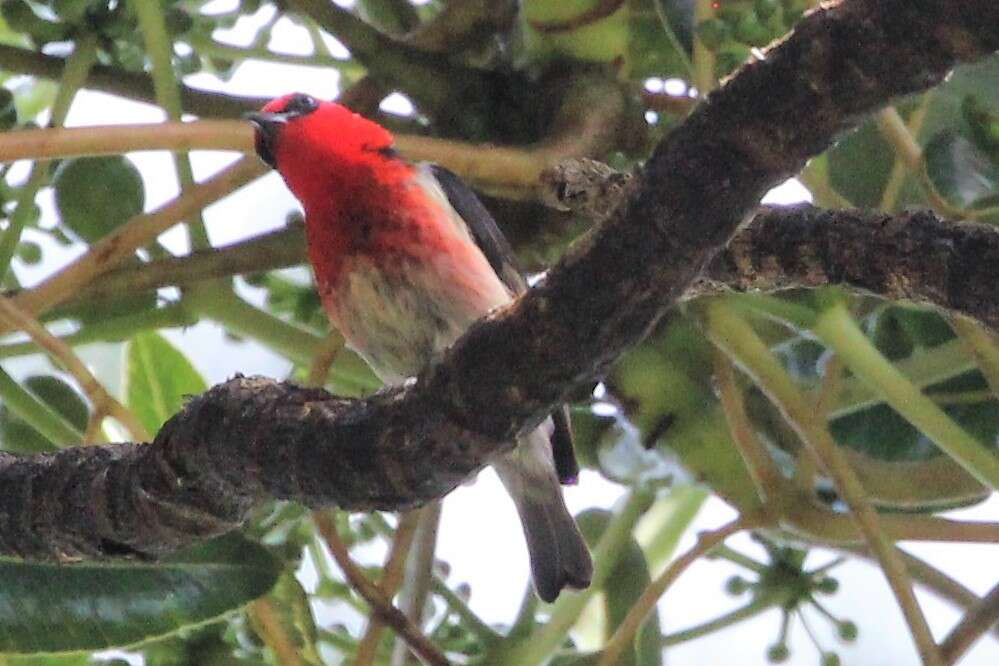 Image of New Caledonian Myzomela