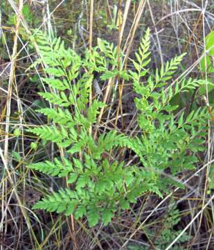 Image of pineland fern