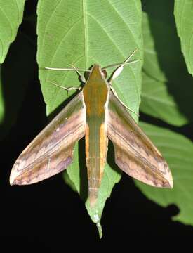 Image of Yam hawk moth